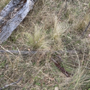 Nassella trichotoma at Hackett, ACT - 23 Apr 2023