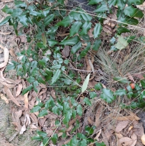 Berberis aquifolium at Kambah, ACT - 20 Apr 2023 09:04 AM