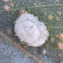 Glycaspis sp. (genus) (Unidentified sugary lerp) at Casey, ACT - 23 Apr 2023 by Hejor1