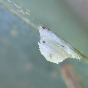 Glycaspis sp. (genus) at Casey, ACT - 23 Apr 2023