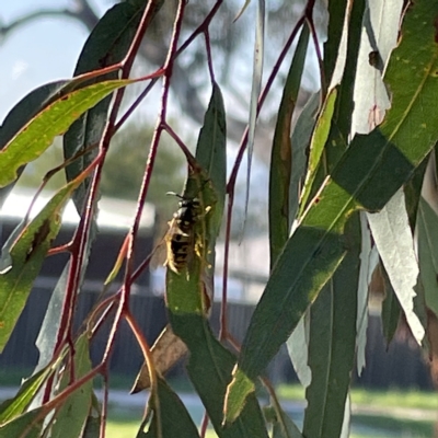 Vespula germanica (European wasp) at Casey, ACT - 22 Apr 2023 by Hejor1