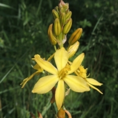 Bulbine bulbosa (Golden Lily) at Tuggeranong Hill - 4 Nov 2022 by michaelb