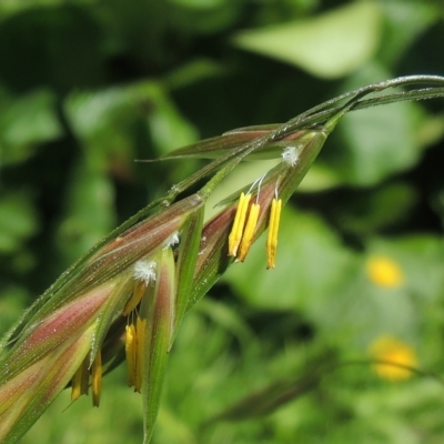 Bromus catharticus (Prairie Grass) at Pollinator-friendly garden Conder - 5 Nov 2022 by michaelb