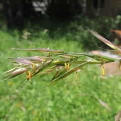 Bromus catharticus at Conder, ACT - 5 Nov 2022 10:01 PM