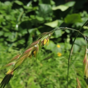 Bromus catharticus at Conder, ACT - 5 Nov 2022