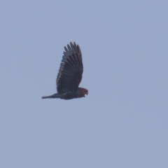 Callocephalon fimbriatum (Gang-gang Cockatoo) at Tennent, ACT - 23 Apr 2023 by rawshorty