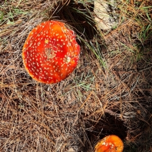 Amanita muscaria at Isaacs, ACT - 24 Apr 2023 12:22 PM