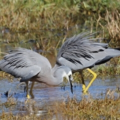 Egretta novaehollandiae (White-faced Heron) at Jerrabomberra Wetlands - 24 Apr 2023 by JimL