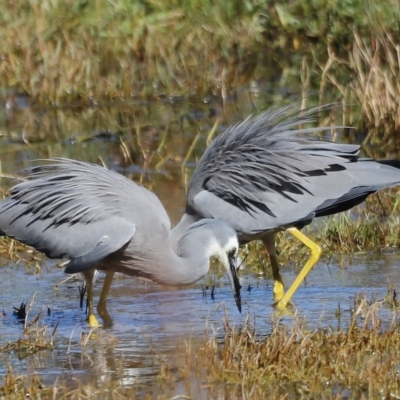 Egretta novaehollandiae (White-faced Heron) at Jerrabomberra Wetlands - 24 Apr 2023 by JimL