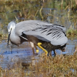 Egretta novaehollandiae at Fyshwick, ACT - 24 Apr 2023 12:12 PM