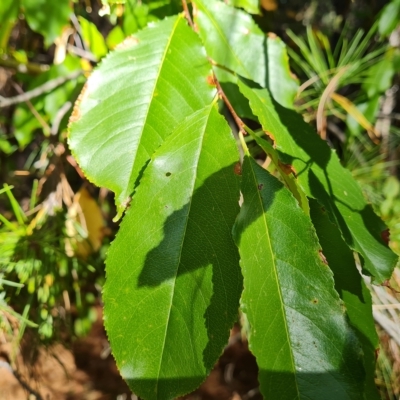 Prunus serotina (Black Cherry) at Isaacs, ACT - 24 Apr 2023 by Mike
