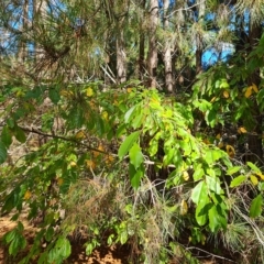 Prunus serotina at Isaacs, ACT - 24 Apr 2023 12:15 PM