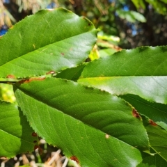 Prunus serotina at Isaacs, ACT - 24 Apr 2023 12:15 PM