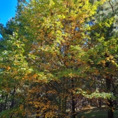 Prunus serotina (Black Cherry) at Isaacs, ACT - 24 Apr 2023 by Mike