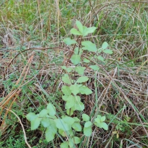 Pittosporum tenuifolium at Isaacs, ACT - 24 Apr 2023