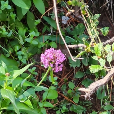 Centranthus ruber (Red Valerian, Kiss-me-quick, Jupiter's Beard) at Isaacs, ACT - 24 Apr 2023 by Mike