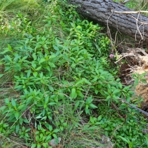 Centranthus ruber at Isaacs, ACT - 24 Apr 2023