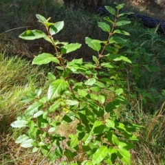 Viburnum tinus (Laurustinus) at Isaacs, ACT - 24 Apr 2023 by Mike