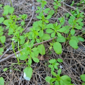 Galium aparine at Isaacs, ACT - 24 Apr 2023 11:52 AM