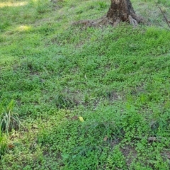 Galium aparine at Isaacs, ACT - 24 Apr 2023 11:52 AM