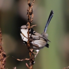 Malurus cyaneus (Superb Fairywren) at Fyshwick, ACT - 24 Apr 2023 by JimL