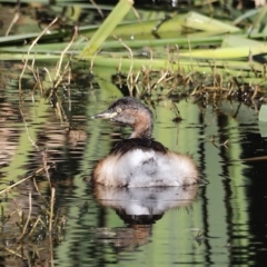 Tachybaptus novaehollandiae (Australasian Grebe) at Jerrabomberra Wetlands - 23 Apr 2023 by JimL