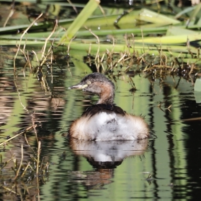 Tachybaptus novaehollandiae (Australasian Grebe) at Fyshwick, ACT - 24 Apr 2023 by JimL