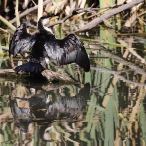 Microcarbo melanoleucos at Fyshwick, ACT - 24 Apr 2023