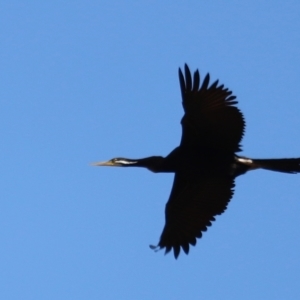 Anhinga novaehollandiae at Fyshwick, ACT - 24 Apr 2023 11:23 AM