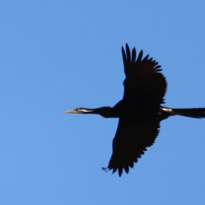 Anhinga novaehollandiae (Australasian Darter) at Jerrabomberra Wetlands - 24 Apr 2023 by JimL