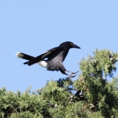 Strepera graculina (Pied Currawong) at Jerrabomberra Wetlands - 24 Apr 2023 by JimL