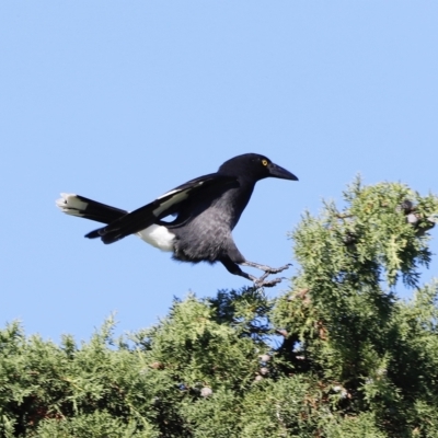 Strepera graculina (Pied Currawong) at Jerrabomberra Wetlands - 24 Apr 2023 by JimL