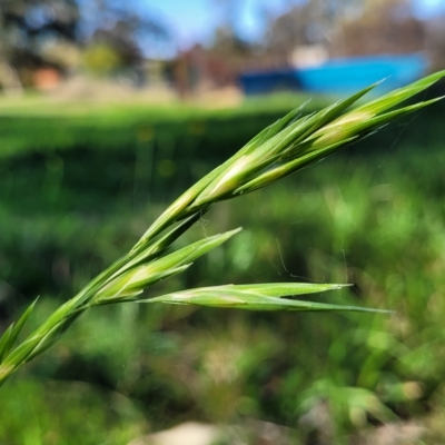 Bromus catharticus (Prairie Grass) at Banksia Street Wetland Corridor - 24 Apr 2023 by trevorpreston