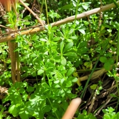 Galium aparine at O'Connor, ACT - 24 Apr 2023 01:31 PM