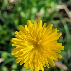 Hypochaeris radicata (Cat's Ear, Flatweed) at O'Connor, ACT - 24 Apr 2023 by trevorpreston