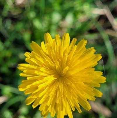 Hypochaeris radicata (Cat's Ear, Flatweed) at O'Connor, ACT - 24 Apr 2023 by trevorpreston