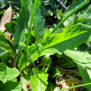 Hypochaeris radicata at O'Connor, ACT - 24 Apr 2023