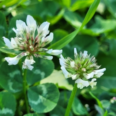 Trifolium repens (White Clover) at Banksia Street Wetland Corridor - 24 Apr 2023 by trevorpreston