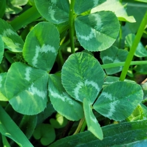 Trifolium repens at O'Connor, ACT - 24 Apr 2023 01:32 PM