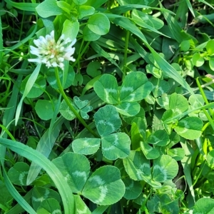 Trifolium repens at O'Connor, ACT - 24 Apr 2023 01:32 PM