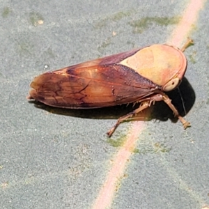 Brunotartessus fulvus at O'Connor, ACT - 24 Apr 2023 01:33 PM