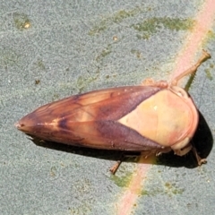 Brunotartessus fulvus at O'Connor, ACT - 24 Apr 2023