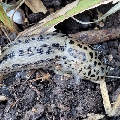 Limax maximus (Leopard Slug, Great Grey Slug) at Banksia Street Wetland Corridor - 24 Apr 2023 by trevorpreston