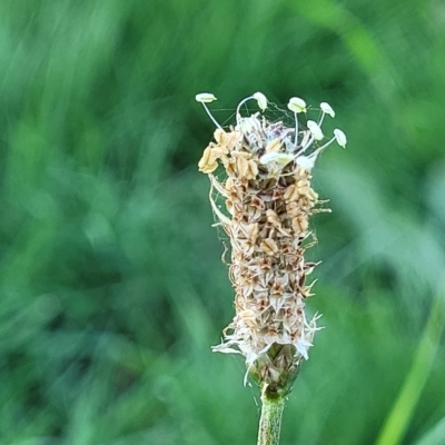 Plantago lanceolata (Ribwort Plantain, Lamb's Tongues) at Banksia Street Wetland Corridor - 24 Apr 2023 by trevorpreston