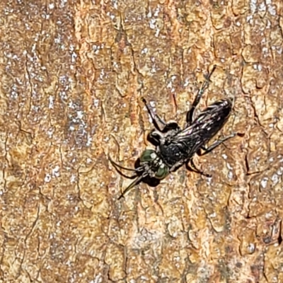 Crabronidae (family) (Sand wasp) at Banksia Street Wetland Corridor - 24 Apr 2023 by trevorpreston