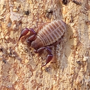 Conicochernes sp. (genus) at O'Connor, ACT - 24 Apr 2023