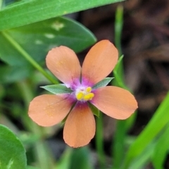 Lysimachia arvensis (Scarlet Pimpernel) at Banksia Street Wetland Corridor - 24 Apr 2023 by trevorpreston