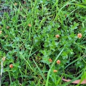 Lysimachia arvensis at O'Connor, ACT - 24 Apr 2023