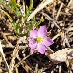 Spergularia rubra (Sandspurrey) at O'Connor, ACT - 24 Apr 2023 by trevorpreston