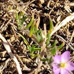 Spergularia rubra at O'Connor, ACT - 24 Apr 2023